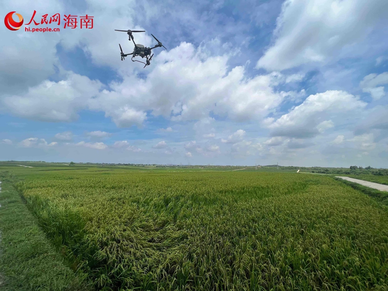 无人机在东方市示范牧场东南区土地整治项目进行喷洒作业。人民网记者 李学山摄