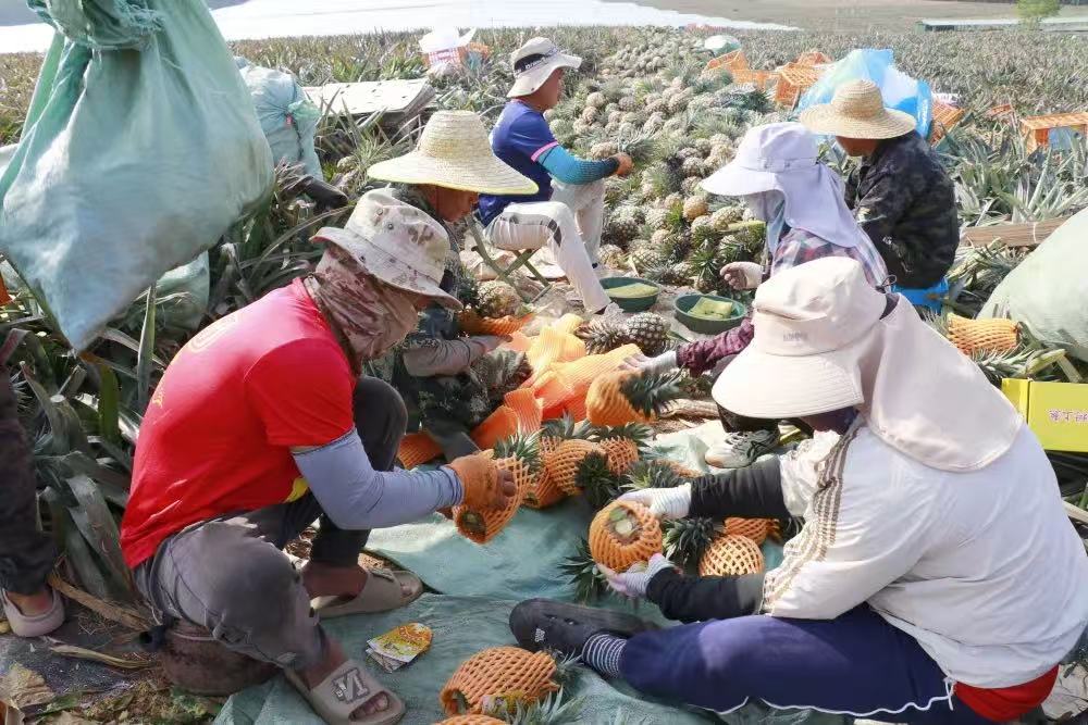 工人们打包凤梨。昌江融媒体中心供图.jpg