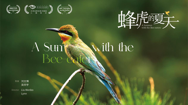 纪录片《蜂虎的夏天》 海报