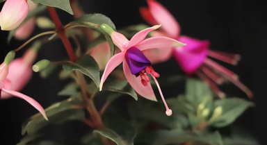 延时镜头下的灯笼花开如白鸽展翅