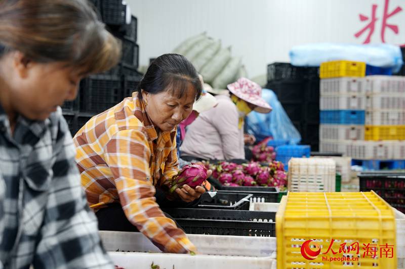 当地群众在车间里包装火龙果。人民网记者 符武平摄