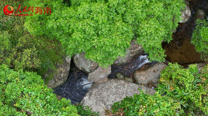 五指山热带雨林国家公园内流水潺潺，绿意盎然。 人民网记者 符武平摄