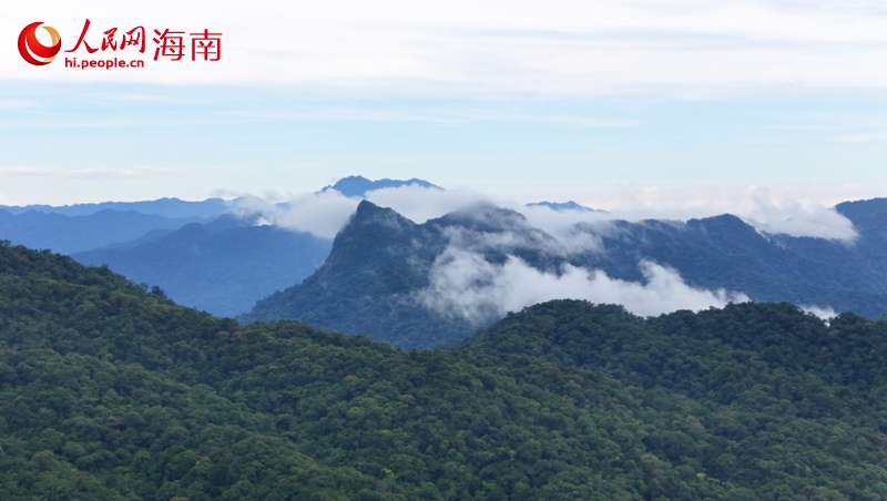 五指山热带雨林宝库。 人民网记者 符武平摄