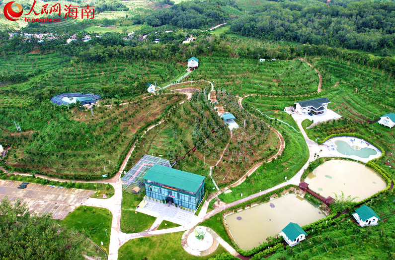 俯瞰国产榴莲种植基地。人民网记者 孟凡盛摄