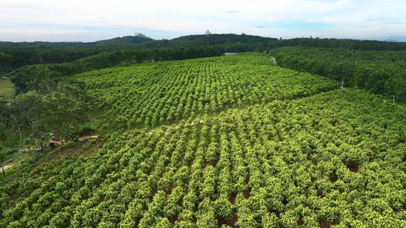 澄迈沉香种植基地。澄迈县委宣传部供图