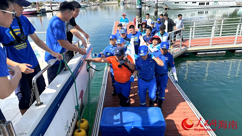 救援团队将海豚“万万”转移到船上。人民网记者 符武平摄 - 副本