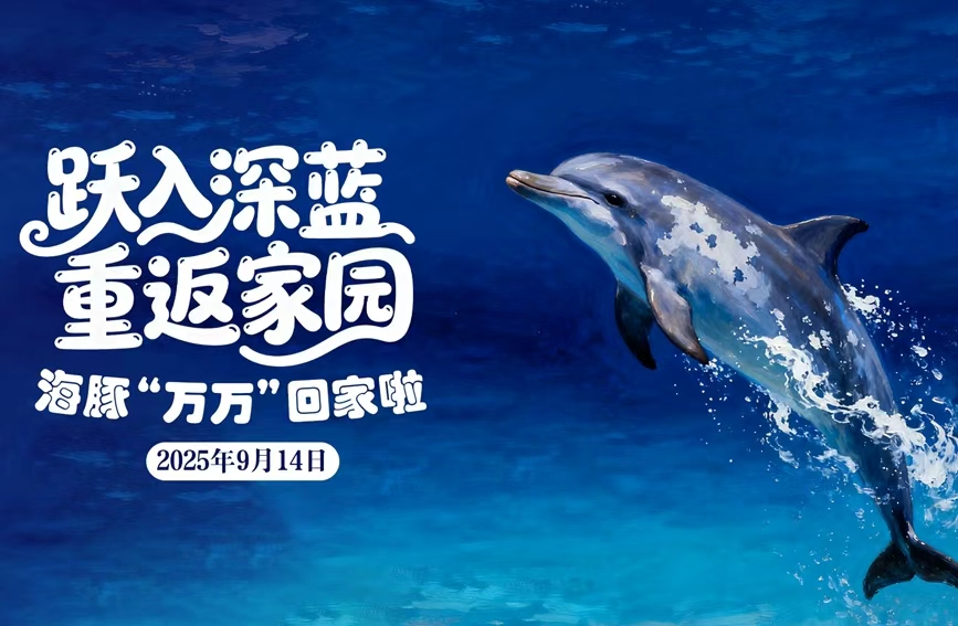 跃入深蓝 海豚“万万”回家了