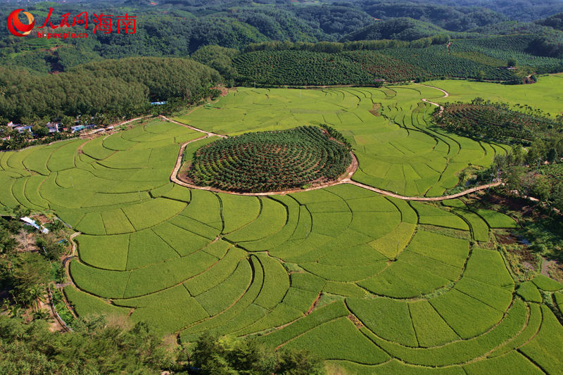 三亚市育才生态区青法村旁的稻田。 人民网记者 孟凡盛摄