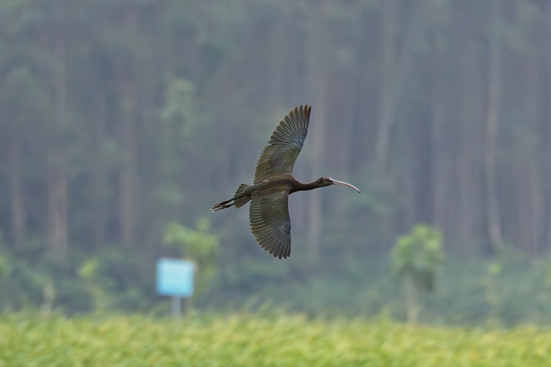 “湿地彩虹”彩鹮现身海南昌江