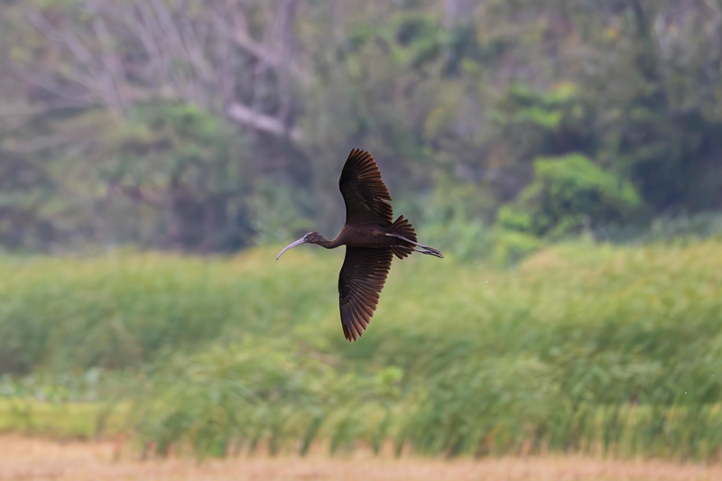 海南昌江海尾国家湿地公园，飞翔的彩鹮。薛美丽摄