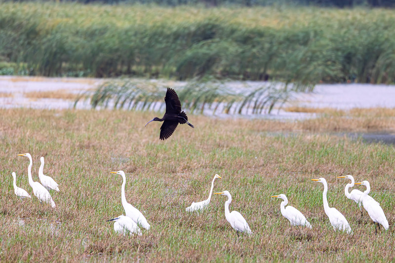彩鹮与众多大白鹭在湿地翱翔、嬉戏觅食，构成一幅灵动的生态画卷。薛美丽摄