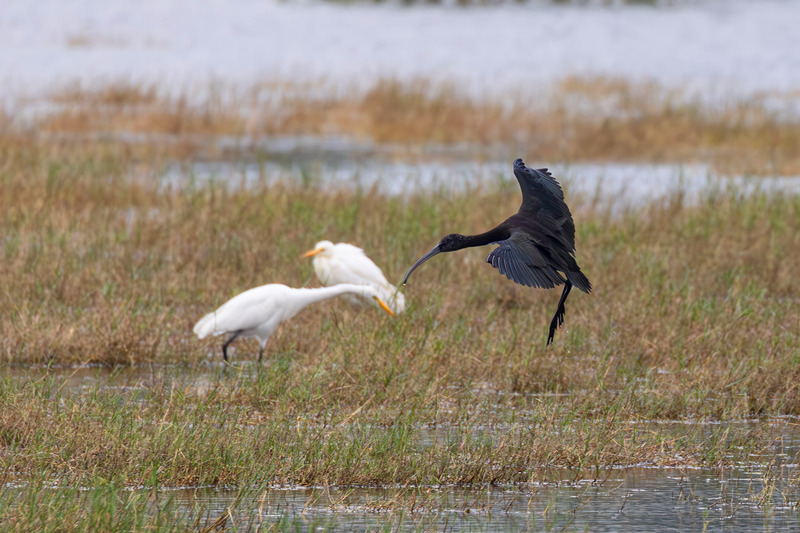 彩鹮与大白鹭在觅食。薛美丽摄