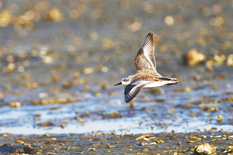 如约而至！儋州湾又见勺嘴鹬