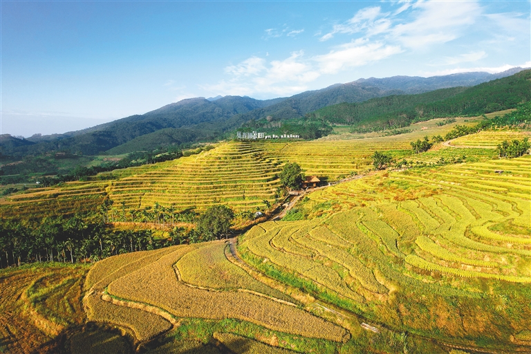 五指山牙胡梯田：稻浪翻滚庆丰收