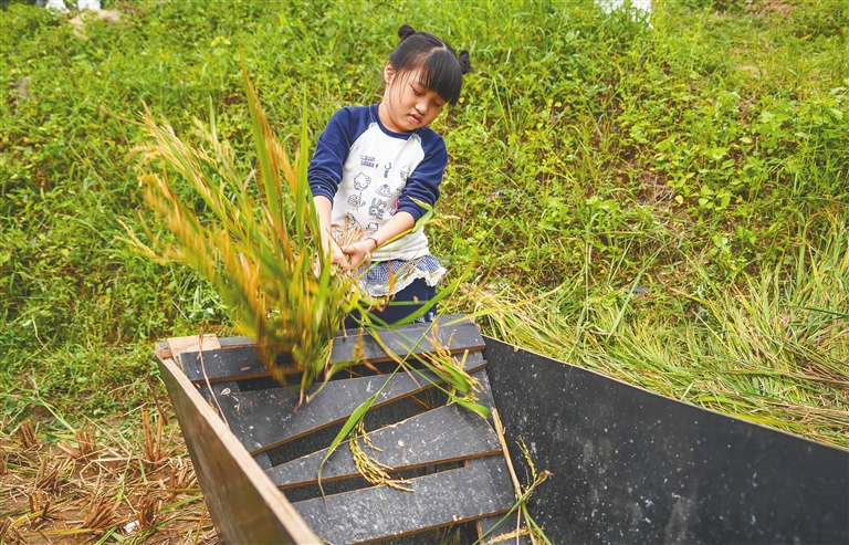 五指山毛阳镇2025晚造开镰活动在牙胡梯田启幕