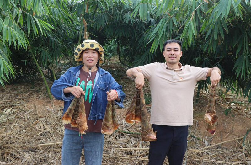 收获的黎乡笋。受访者供图