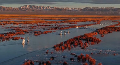 成群天鹅在湿地游弋觅食