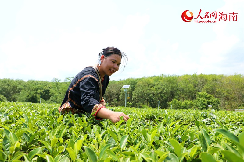 符小芳在茶园采茶。人民网记者符武平摄