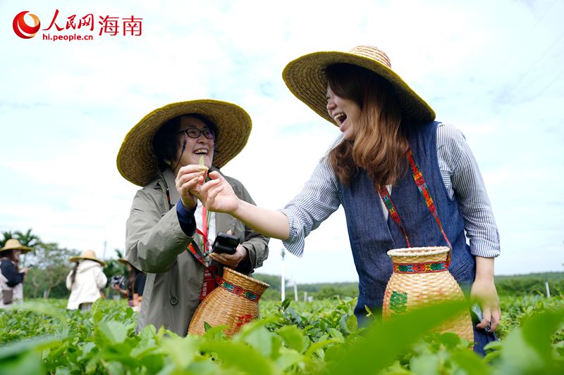 人民网外语专家在茶园体验采茶。人民网记者 符武平摄 (2)