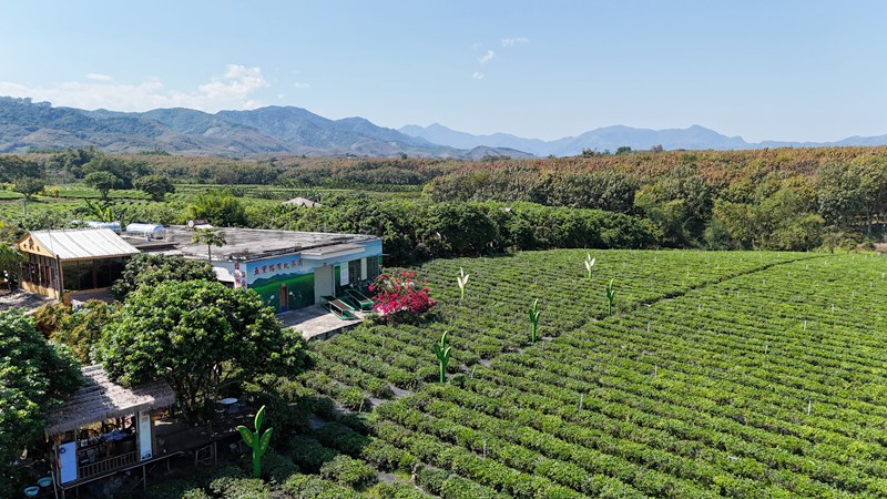 五里路茶韵共享农庄。五里路供图