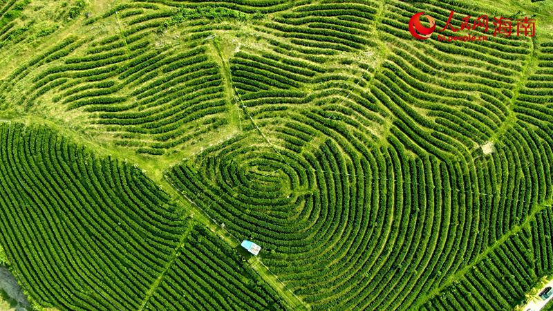 白沙茶叶种植基地。人民网 符武平摄