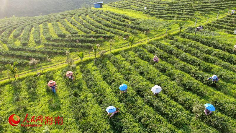 工人在茶园里采茶。人民网记者 符武平摄