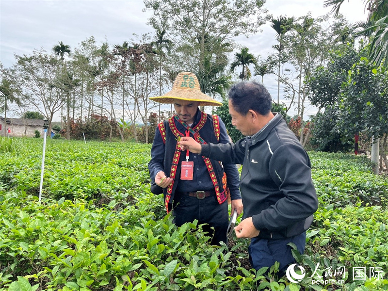 人民网外籍专家瓦利德（左）在海南五里路有机茶业有限公司总经理王见君的指导下体验采茶。人民网记者 陈思摄