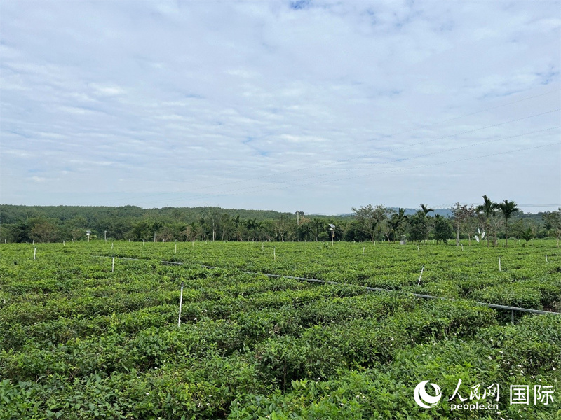 位于白沙陨石坑地带的有机茶园。人民网记者 陈思摄