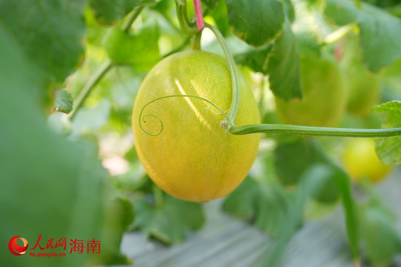 昌江蜜瓜“小金珠”。人民网记者 符武平摄