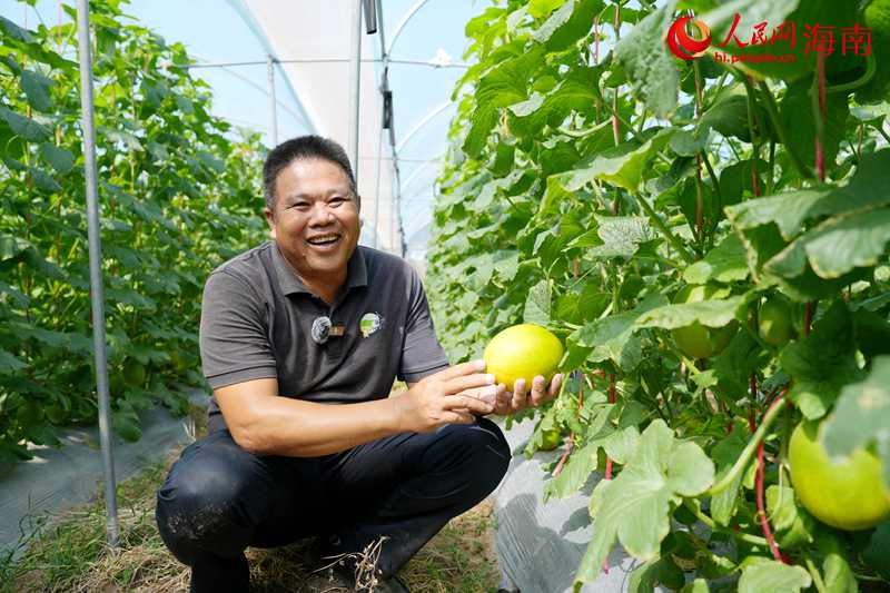 海南果鲜生农业开发有限公司蜜瓜基地厂长王石华介绍“小金珠”。人民网记者 符武平摄