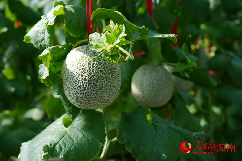 昌江阿鲁斯网纹瓜。人民网记者符武平摄