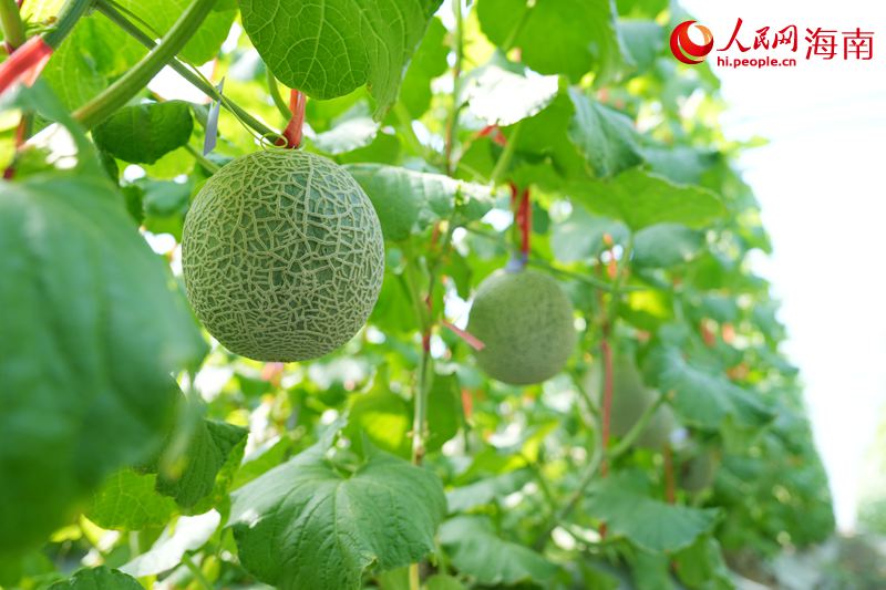 昌江阿鲁斯网纹瓜。人民网记者符武平摄 (2)
