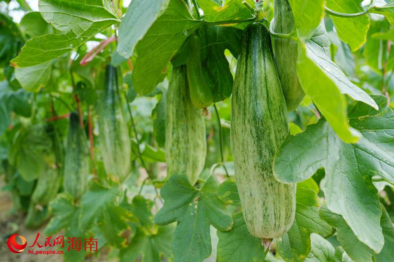 昌江海尾海沙地种出来的羊角蜜瓜。人民网记者 符武平摄