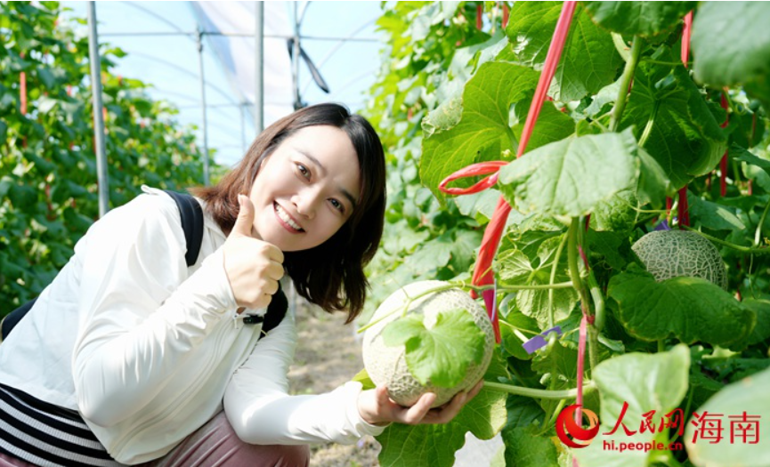 昌江的蜜瓜为啥这样甜？