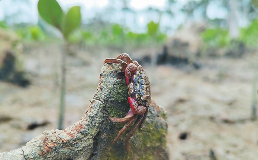 115种螃蟹！红树林里蟹王国