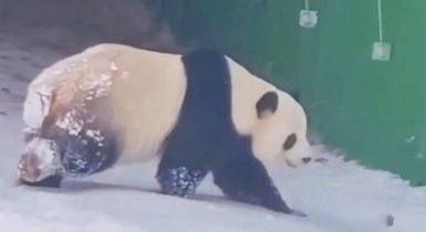 大熊猫雪地遛弯主打一个小心翼翼