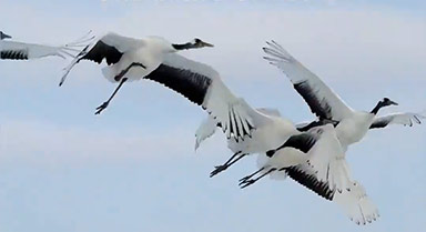 见者好运！丹顶鹤雪中飞翔氛围感拉满