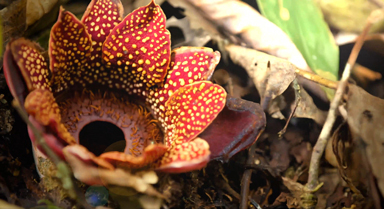 寄生花，别时容易见时难