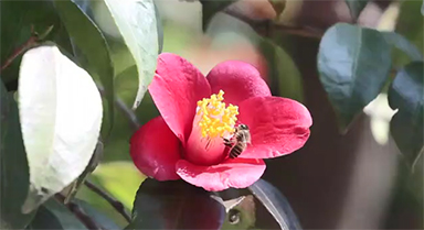 从崂山古观飞入百姓家,耐冬是什么花?