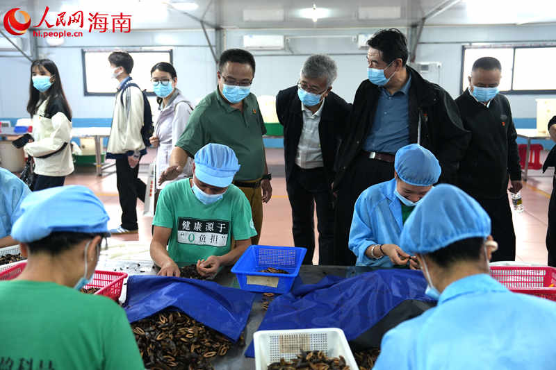 参加活动人员参观槟榔加工厂。人民网记者 孟凡盛摄