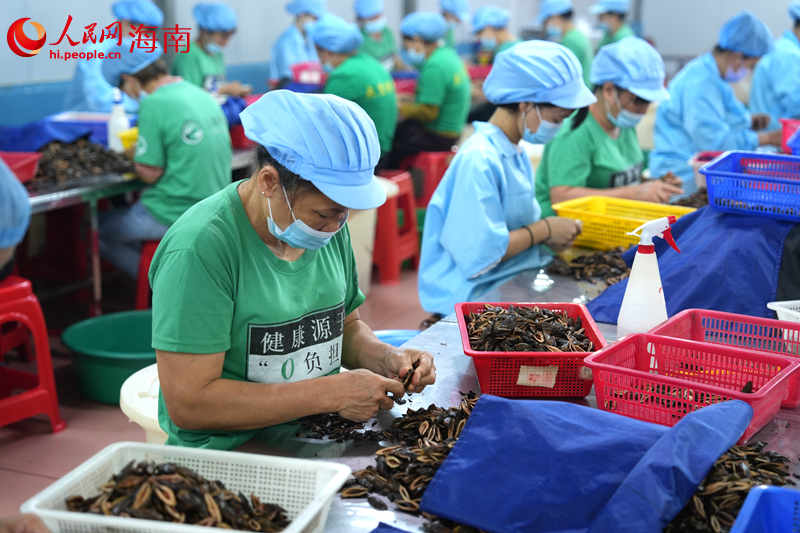 槟榔加工厂内吸引村民前来务工。人民网记者 孟凡盛摄