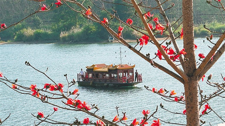 昌江：春赏木棉红人在景中游