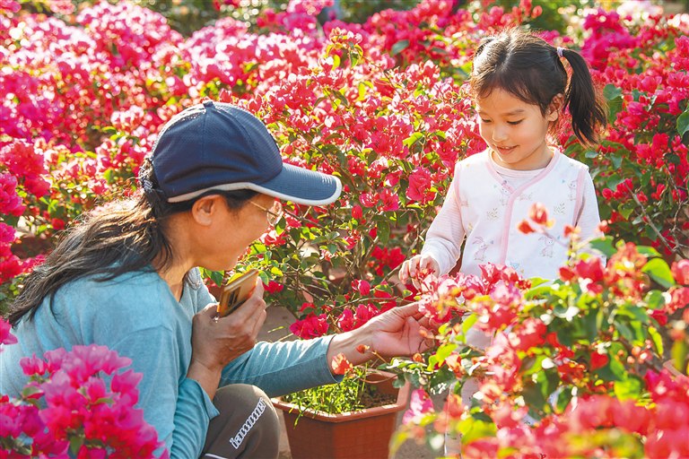 琼海：花市“桔红柳绿”年味浓