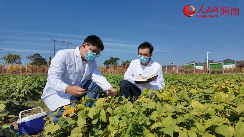 科研团队在育种基地采样。人民网记者 孟凡盛摄