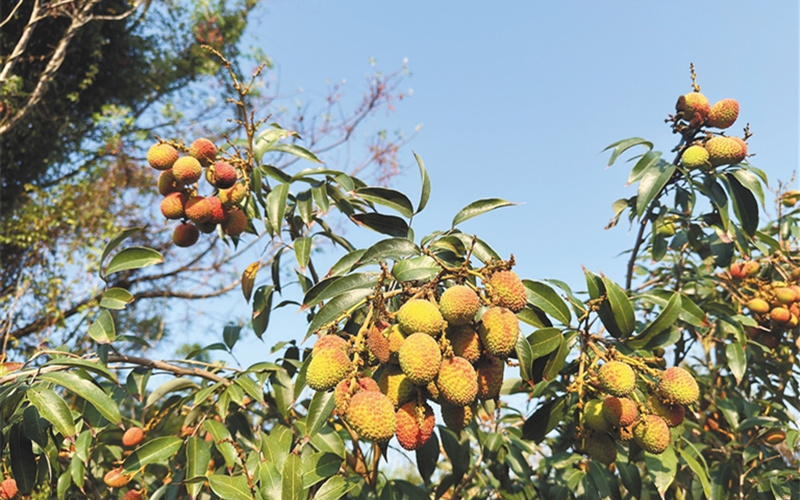 凭借区位优势选育新品种 陵水荔枝抢“鲜”上市 