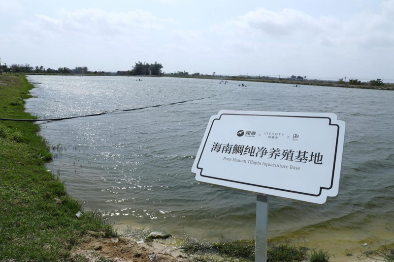 海南鲷纯净养殖基地。主办方供图
