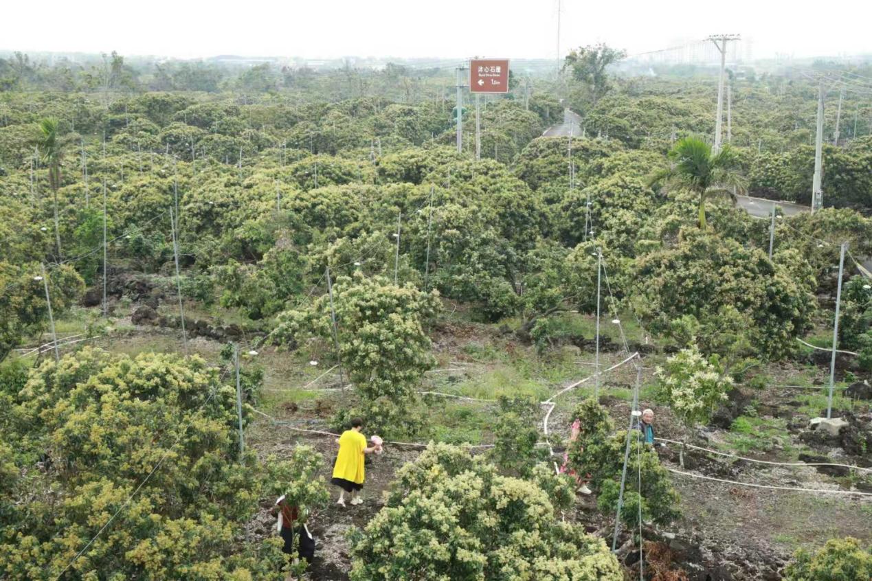 海口市秀英区永兴镇：黄色荔枝花海连片盛放，绿意盎然。海口市秀英区委宣传部供图