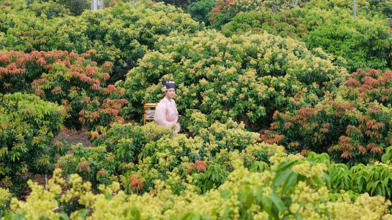 海口市秀英区永兴镇：黄色荔枝花海盛放，绘就乡村振兴新图景。海口市秀英区委宣传部供图