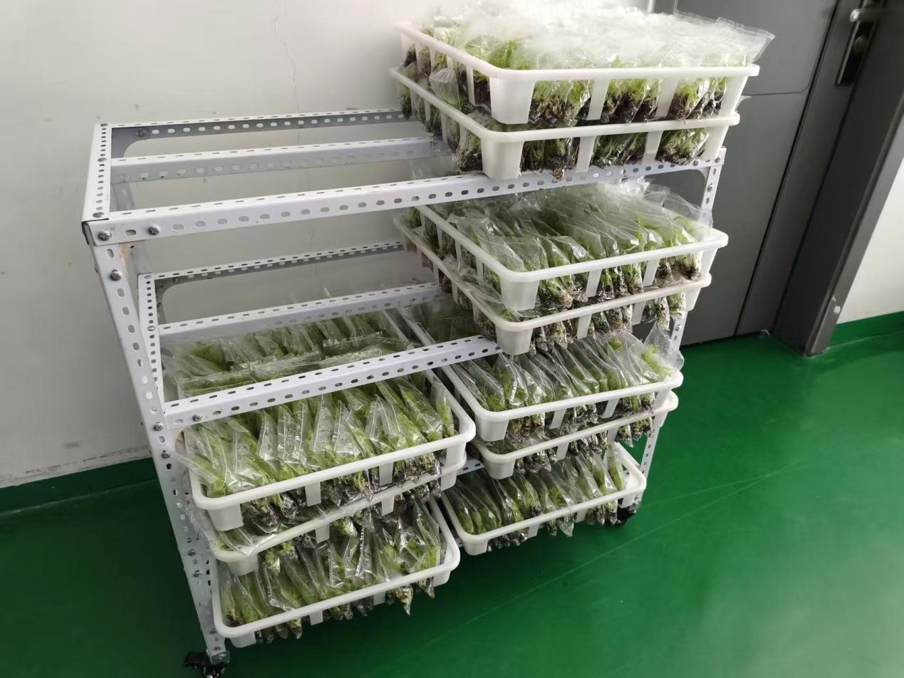 培育苗在架子上进行有序培育。云龙镇政府供图