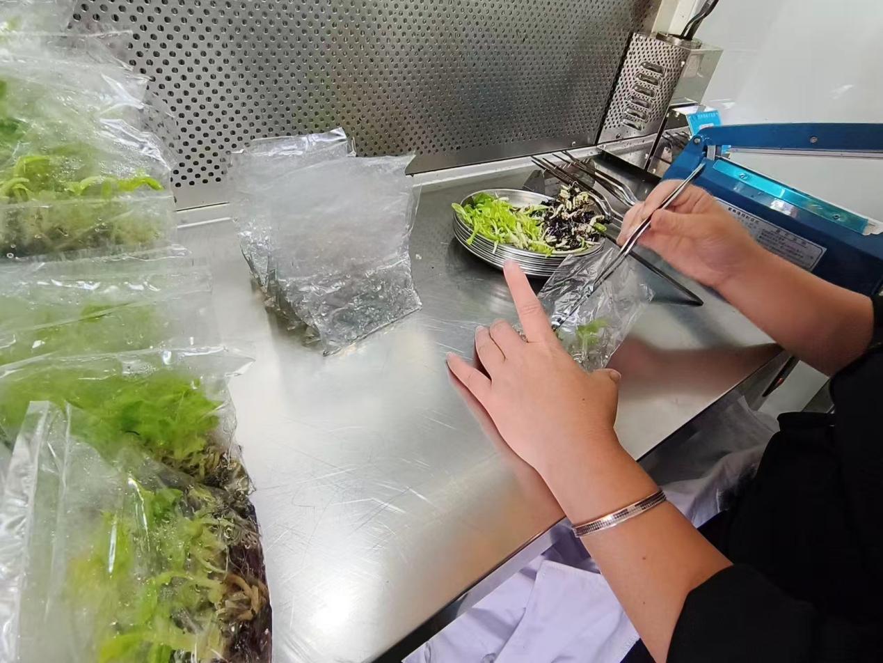 科研人员在对种苗进行挑选培育。云龙镇政府供图